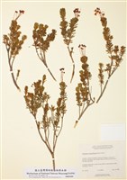 藏品(粉紅栂櫻)的圖片